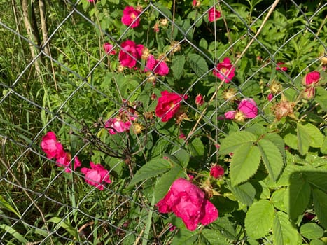 Summer flowers have bloomed in a the garden