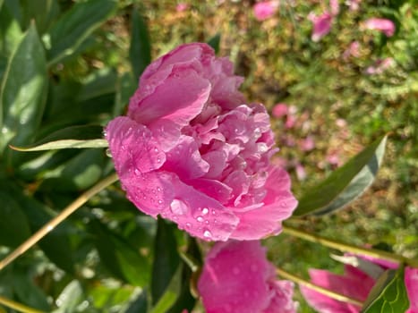 Summer flowers have bloomed in a the garden