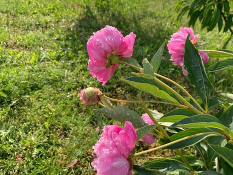 Summer flowers have bloomed in a the garden