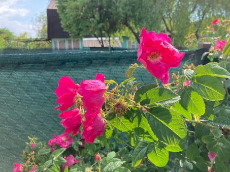 Summer flowers have bloomed in a the garden