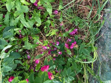 Summer flowers have bloomed in a the garden