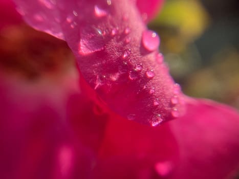 Summer flowers have bloomed in a the garden