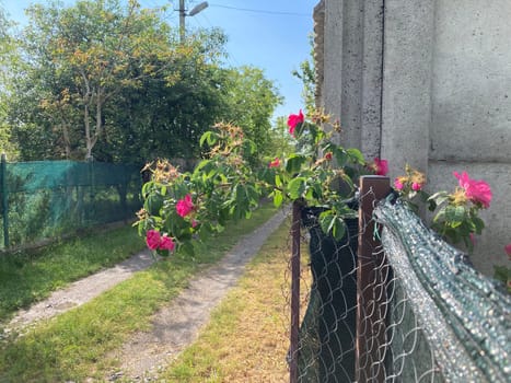 Summer flowers have bloomed in a the garden