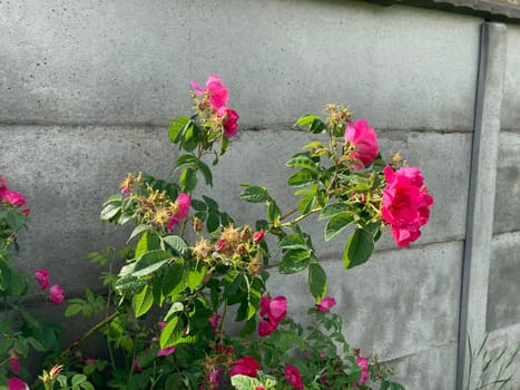 Summer flowers have bloomed in a the garden