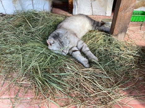 Young cats are resting in a the village