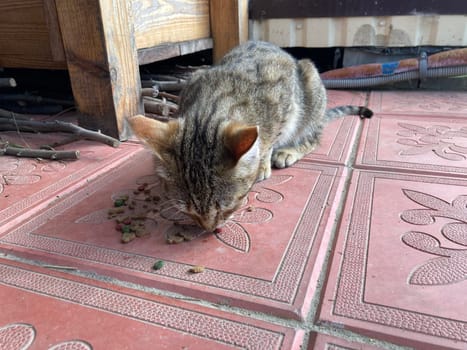 Young cats are resting in a the village