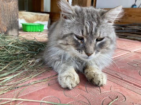 Young cats are resting in a the village