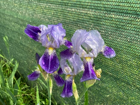 Summer flowers have bloomed in a the garden