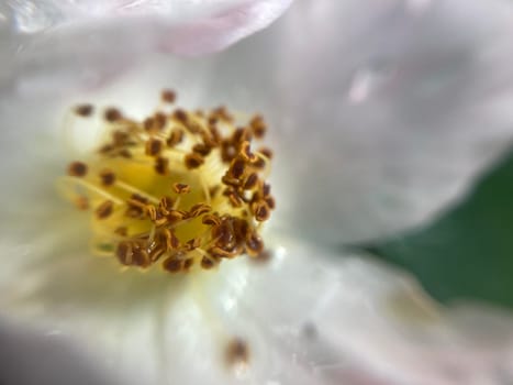 Summer flowers have bloomed in a the garden