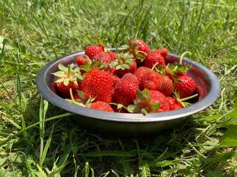 Young large strawberries grew in a the village