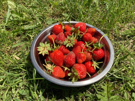 Young large strawberries grew in a the village