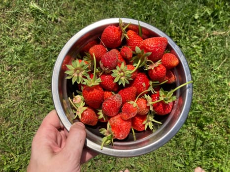 Young large strawberries grew in a the village