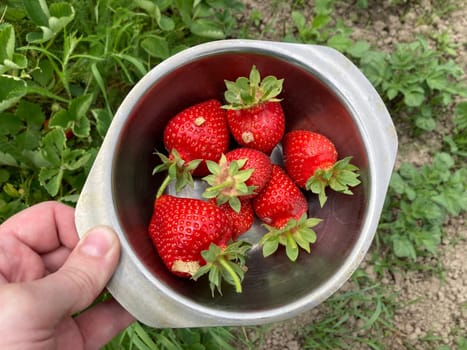 Young large strawberries grew in a the village