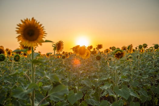 Field sunflowers in the warm light of the setting sun. Summer time. Concept agriculture oil production growing