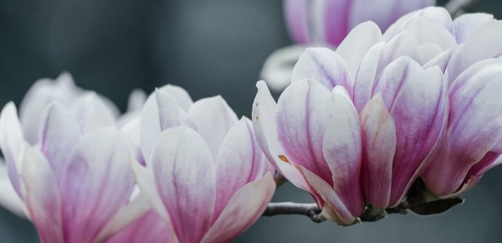 Magnolia Sulanjana flowers with petals in the spring season. the beautiful pink magnolia flowers in spring, selective focusing.