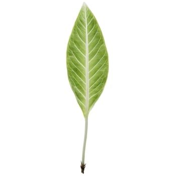 Plants leaf isolated on transparent background