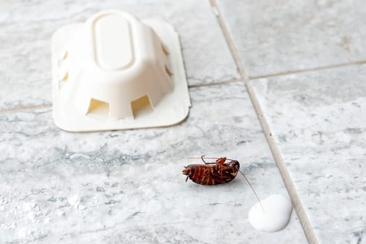 Dead cockroach next to trap, home pest problem.