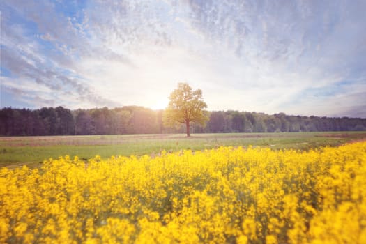 Blossoming rapeseed field with beautiful sky in spring. There is an oak tree in the center of the field, and a fir forest behind.High quality photo