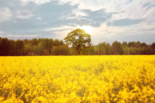 Blossoming rapeseed field with beautiful sky in spring. There is an oak tree in the center of the field, and a fir forest behind.High quality photo