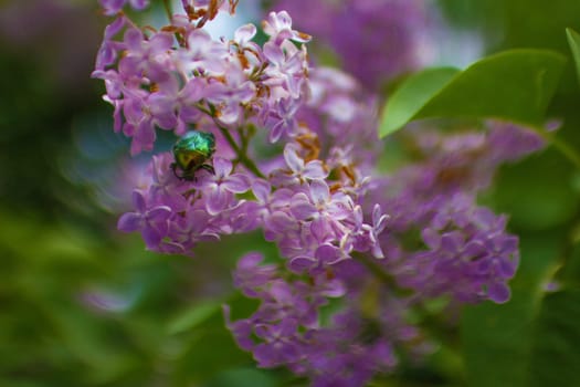 Large lilac bush in spring. Bright flowers of spring lilac bush. Spring lilac flowers close-up. Twig beautiful varietal blooming flower. Lilac with green beetles and a bee . High quality photo