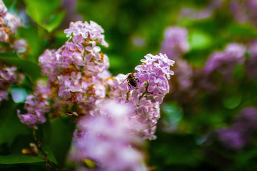 Large lilac bush in spring. Bright flowers of spring lilac bush. Spring lilac flowers close-up. Twig beautiful varietal blooming flower. Lilac with green beetles and a bee . High quality photo