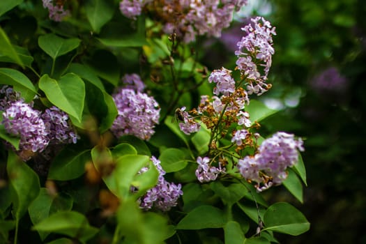 Large lilac bush in spring. Bright flowers of spring lilac bush. Spring lilac flowers close-up. Twig beautiful varietal blooming flower. Lilac with green beetles and a bee . High quality photo