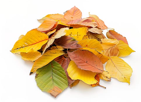 A bunch of autumn leaves on a white background.