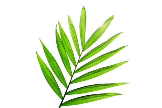 Green palm leaves isolated on white background