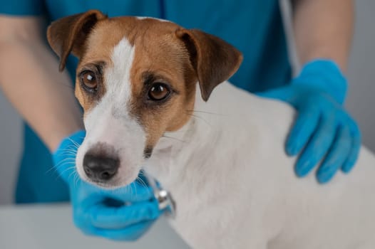 A veterinarian listens to the heartbeat of a Jack Russell Terrier dog