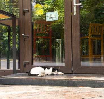 Bucharest, Romania. May 25, 2024. A cat sleep in front of the door