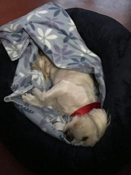 Small dog wrapped in a patterned blanket, peacefully sleeping on a soft bed