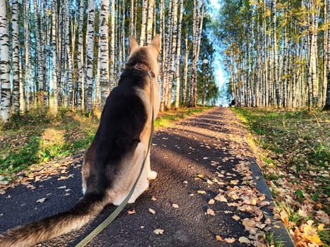 Dog German Shepherd in autumn day and green, yellow nature forest around. Waiting eastern European dog veo and colorful fall landscape in park with path