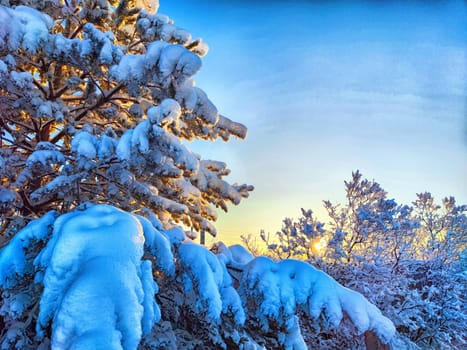 Winter Wonderland at Dusk With Snow-Covered Trees forest and blue sky with white clouds. Cold winter forest