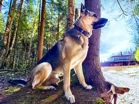 Dog German Shepherd in autumn day and green, yellow nature forest around. Waiting eastern European dog veo and colorful landscape