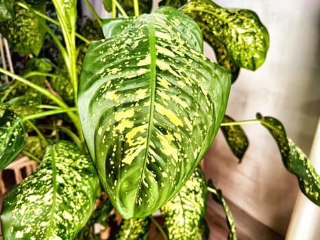 Dieffenbachia plant in a pot on a stool by the window. Retro interior in light colors. Background with plant with green leaves and fabric