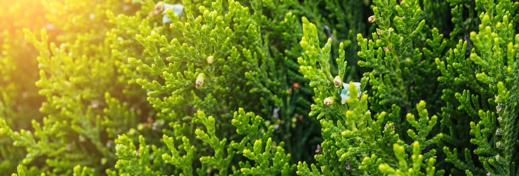 green branches of thuja in close-up on a sunny day in summer