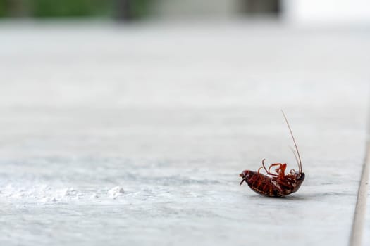 Dead cockroach upside down on tile floor. Pest control concept