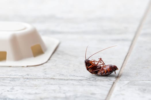 Dead cockroach upside down on tile floor. Pest control concept