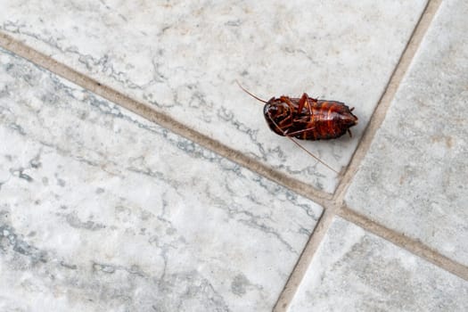 Dead cockroach upside down on tile floor. Pest control concept