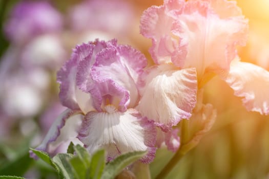 Purple with yellow bearded iris flower close up.