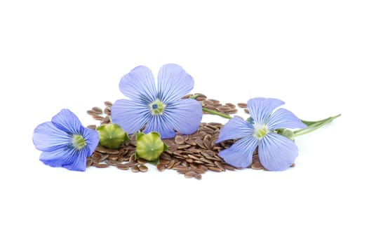 Flax flower and linseed seeds with flax fruit round capsules isolated on white background