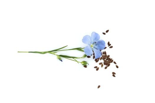 Flowering flax stalks, linseed seeds and linseed capsules isolated on white background. Linum usitatissimum or Common Flax