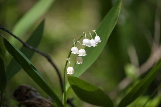Close-up of delicate lily of the valley flowers with lush green leaves in the background, capturing the beauty of nature.