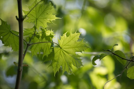 Various green maple leaves of different shades and sizes, from bright green to yellow-green, surrounding the main leaf, and they appear to have a shimmering quality due to the light