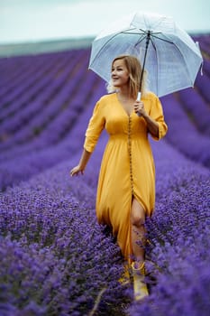 A middle-aged woman in a lavender field walks under an umbrella on a rainy day and enjoys aromatherapy. Aromatherapy concept, lavender oil, photo session in lavender.