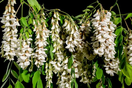 Beautiful Blooming flowers of white acacia tree on a black background. Flower head close-up.