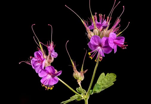 Beautiful Blooming flowers of Geranium Cambridge on a black background. Flower head close-up.