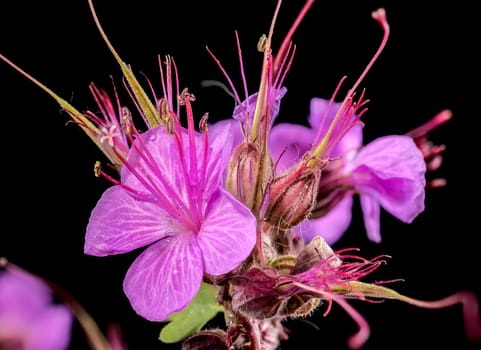 Beautiful Blooming flowers of Geranium Cambridge on a black background. Flower head close-up.