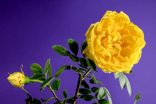 Beautiful Blooming yellow Climbing rose Golden Showers on a purple background. Flower head close-up.