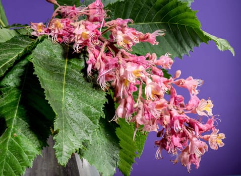 Beautiful Blooming red horse-chestnut on a purple background. Flower head close-up.